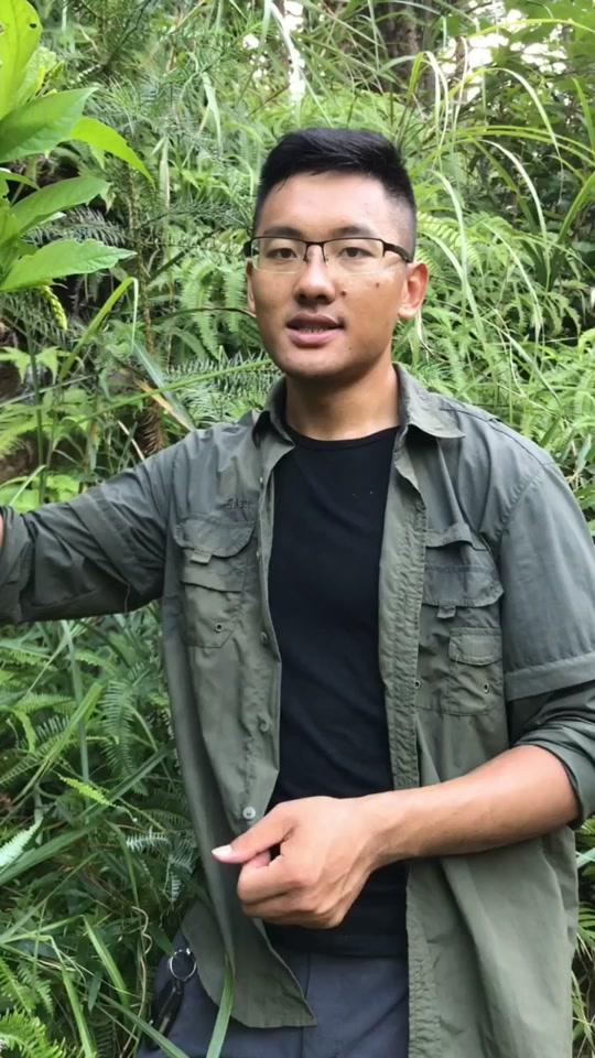 家里的老母鸡不下蛋了,看它很难过,上山挖黄鸡卵炖它……