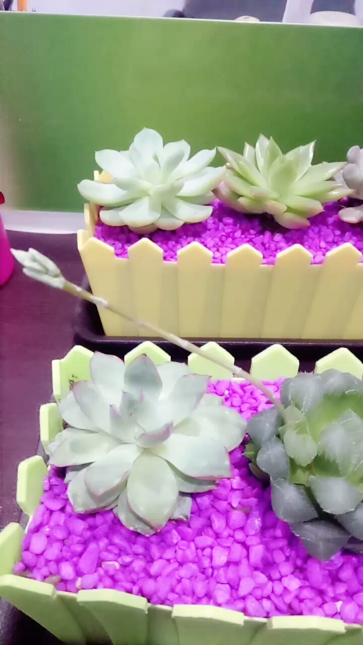 玉露开花了