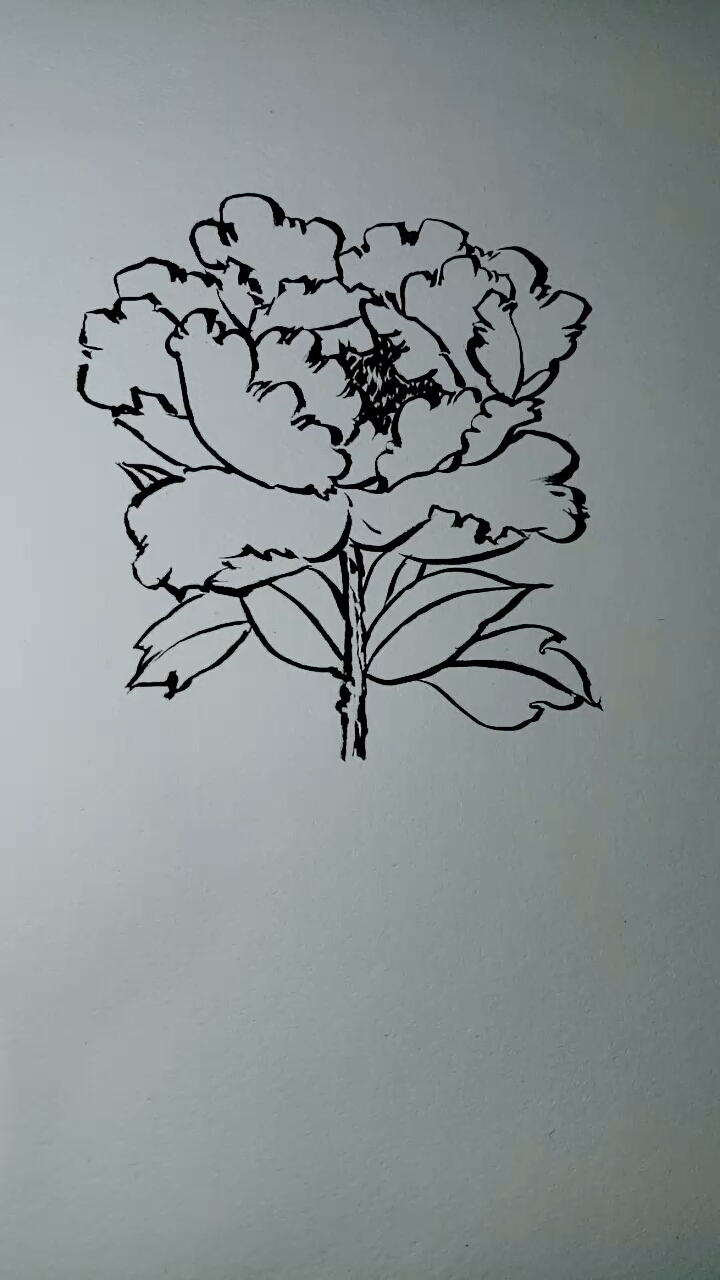 #一看就会的白描画#牡丹花白描画法教学,一看就会画