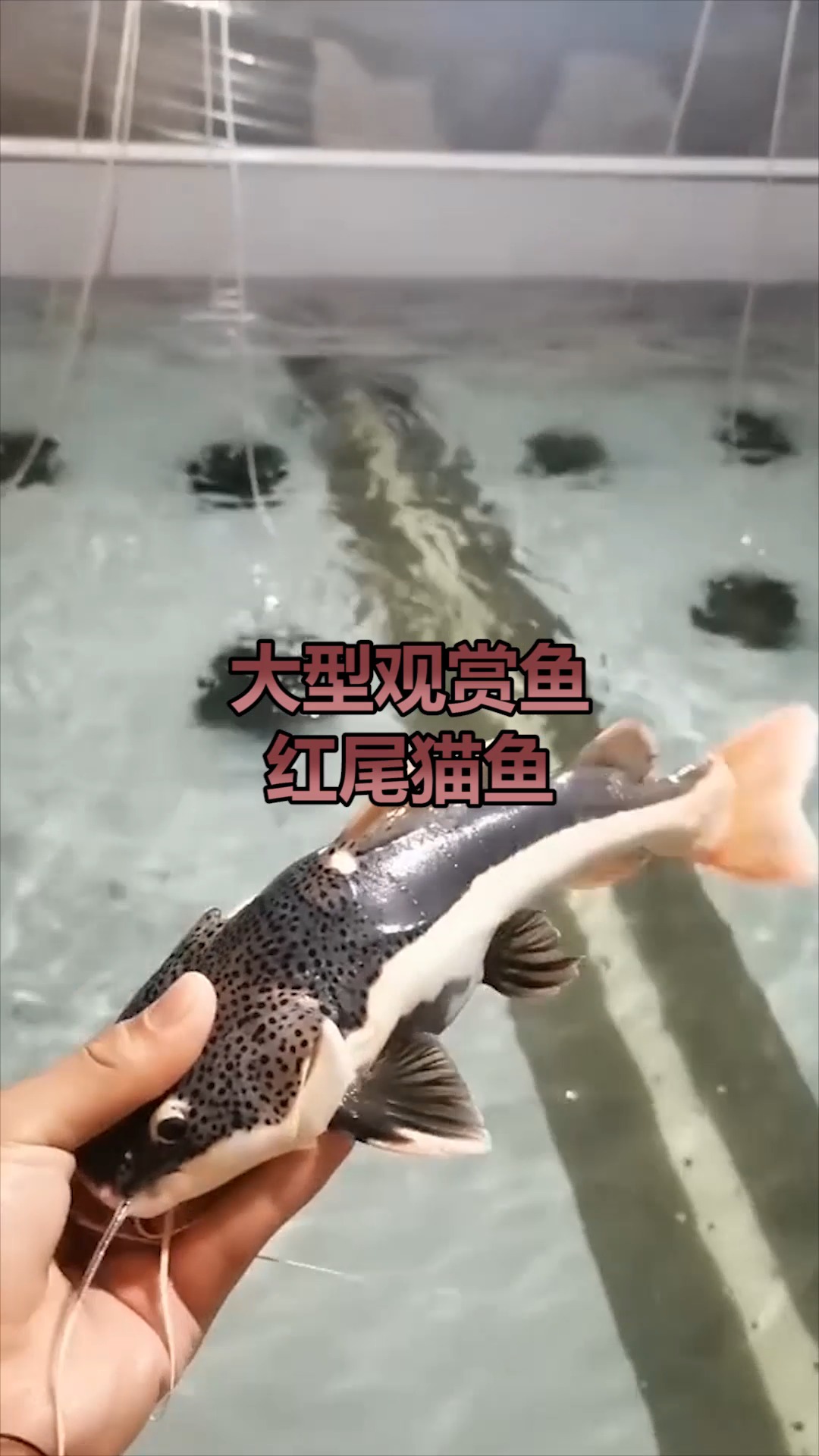 鱼,红尾猫鱼,祝愿大家年年有鱼,欣赏一下吧