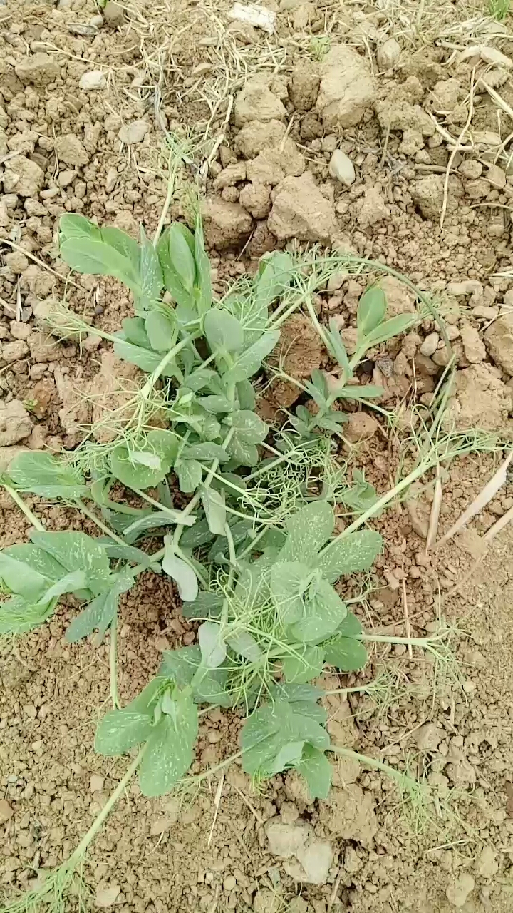 大叔种的豌豆苗,涮火锅必备青菜