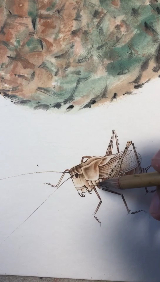 砚云画蝈蝈 生宣画工笔草虫。
