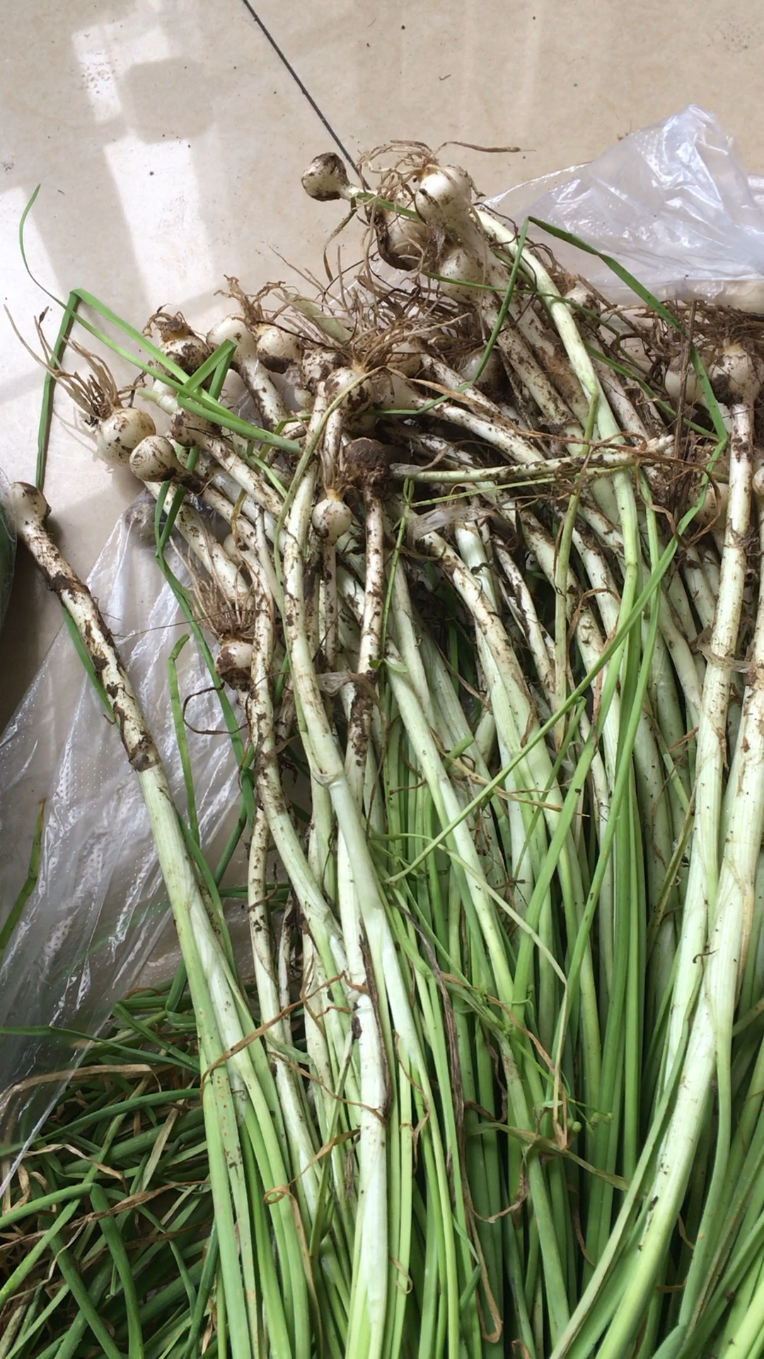 给大家介绍两种对肝特别好的野菜,山小蒜中药名叫薤白,还要马兰头,多吃一点对身体好