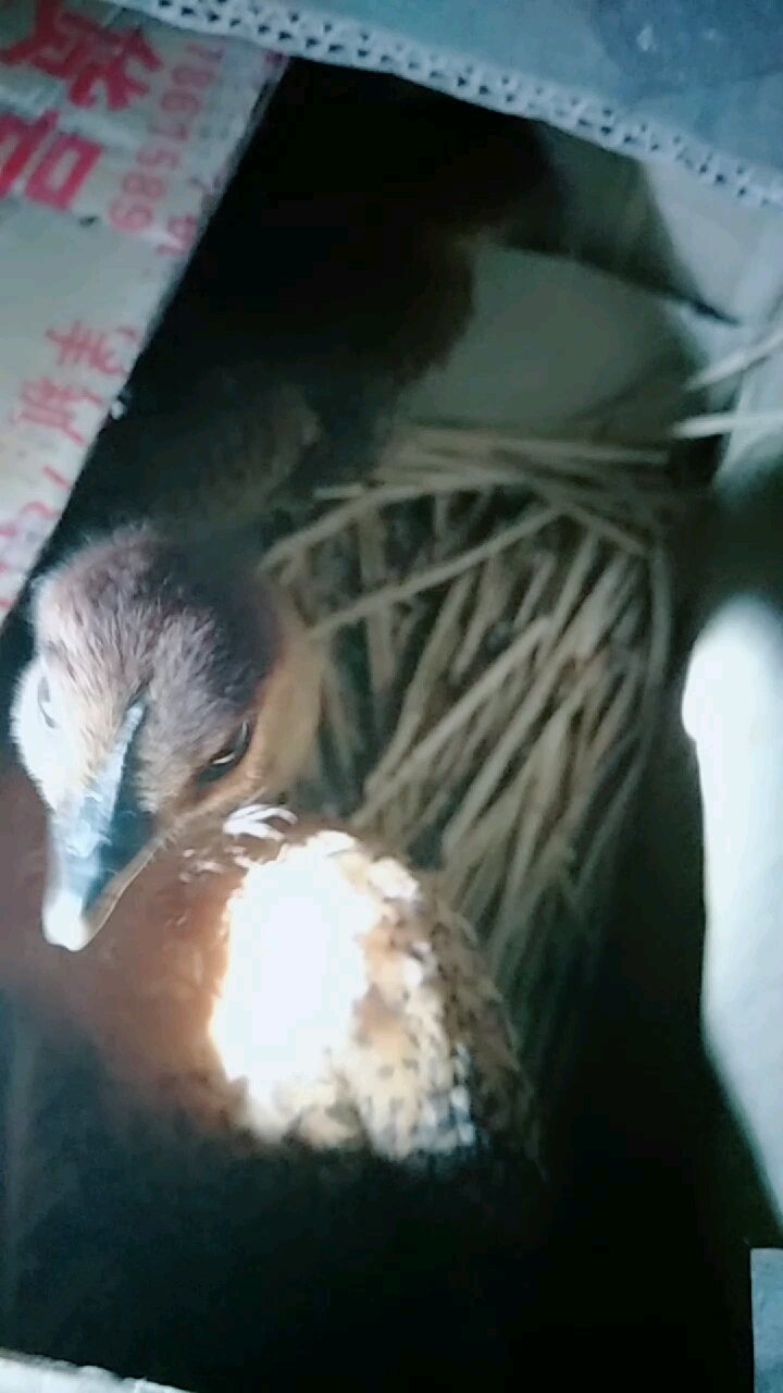 可爱的小鸡仔 