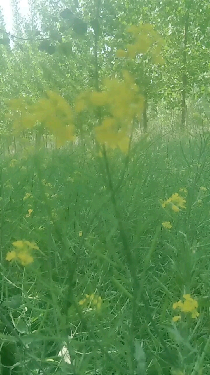 #乡村生活# 油菜花也谢了,
