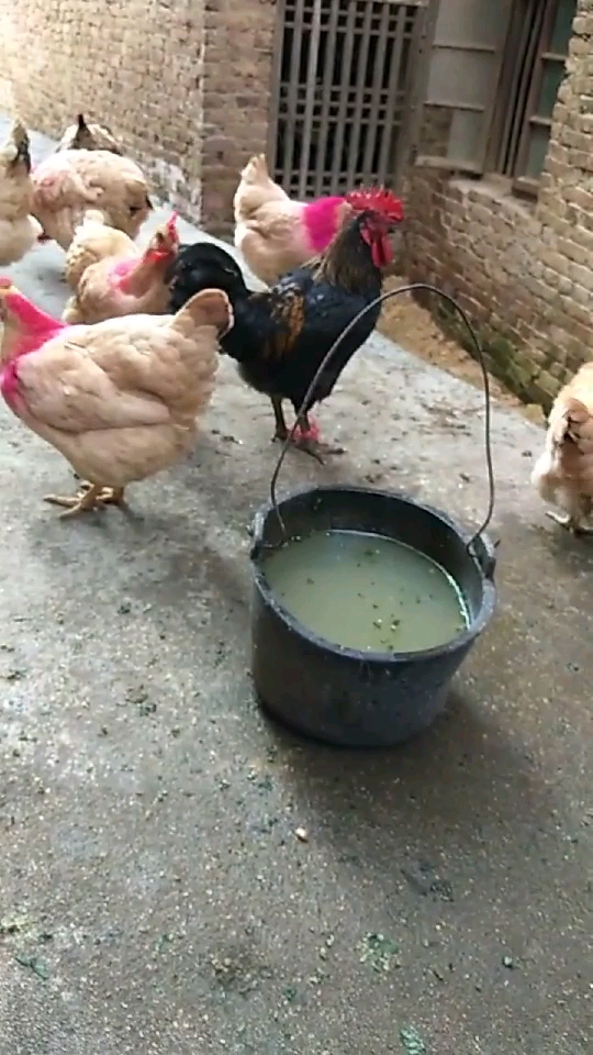 大花鸡 
