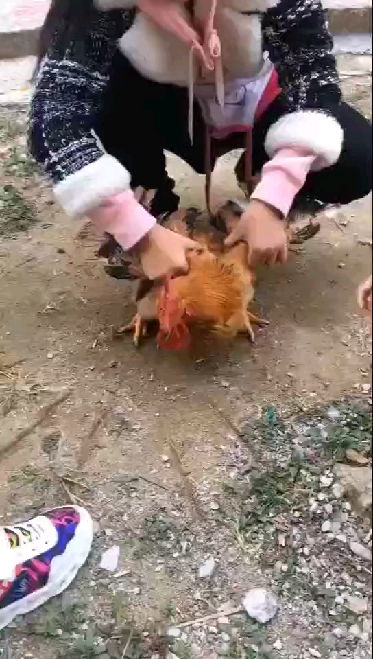 今天杀鸡,小孩在鸡前面画直线,鸡头不动了