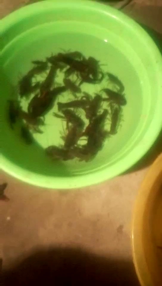 好多麻虾 是龙虾还是河虾