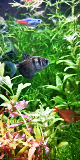 慢吞吞の彩裙鱼