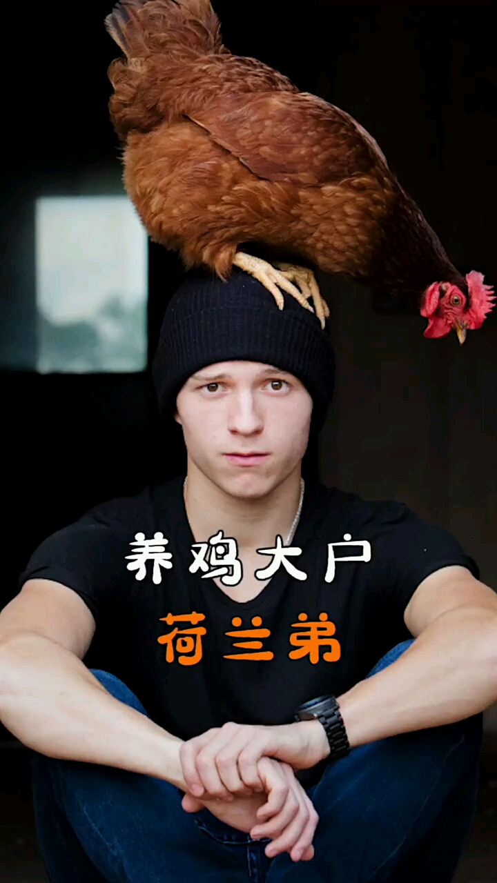 真有你的汤荷兰买不到鸡蛋就买养鸡大户#荷兰弟