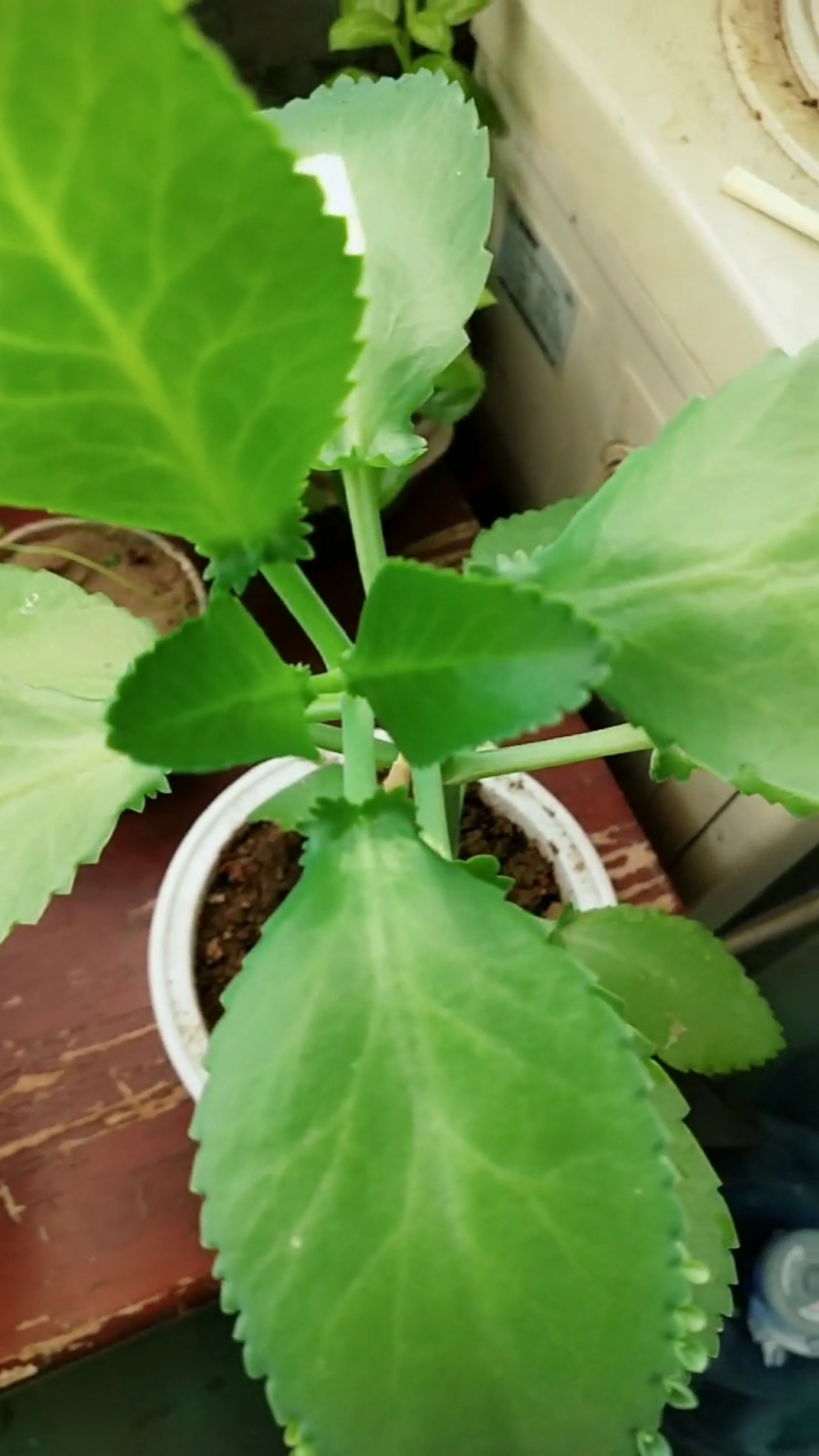 分享视频