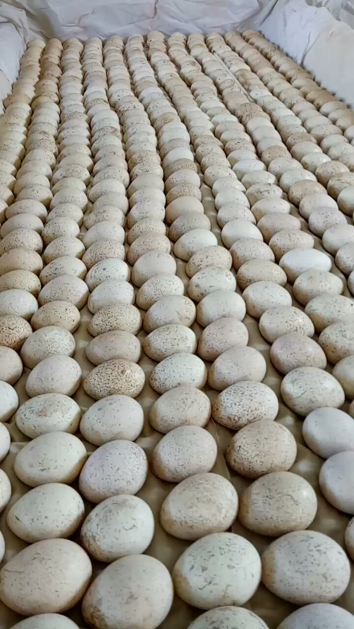 第一批火鸡种蛋上摊床准备出火鸡雏喽