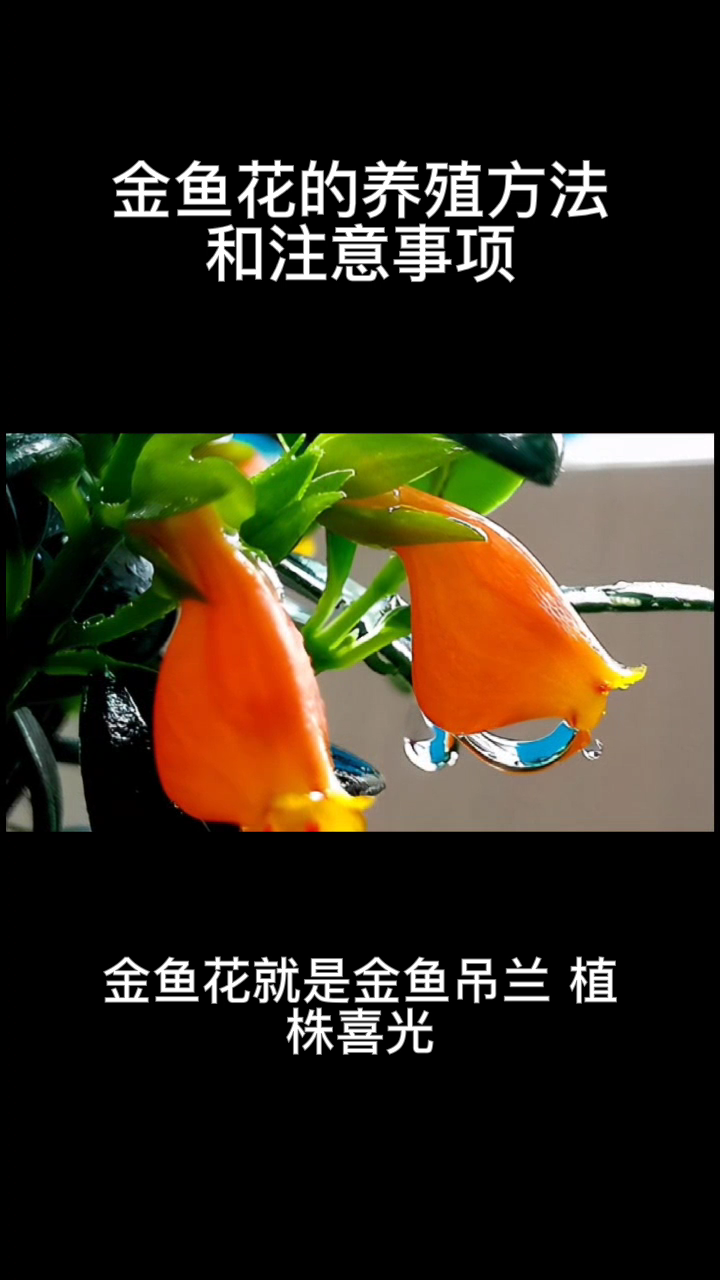 金鱼花的养殖方法和注意事项
