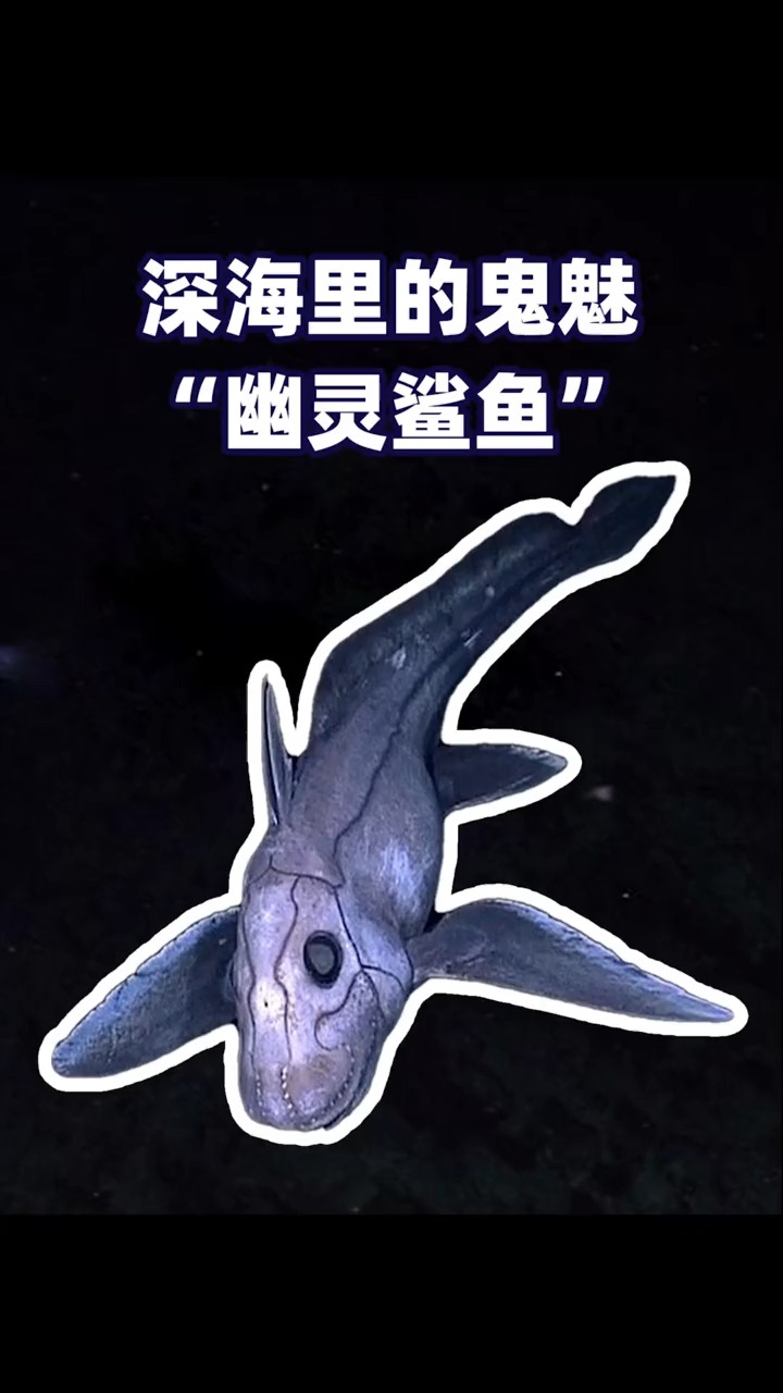 #深海生物#“幽灵鲨鱼”是一种什么样的生物?