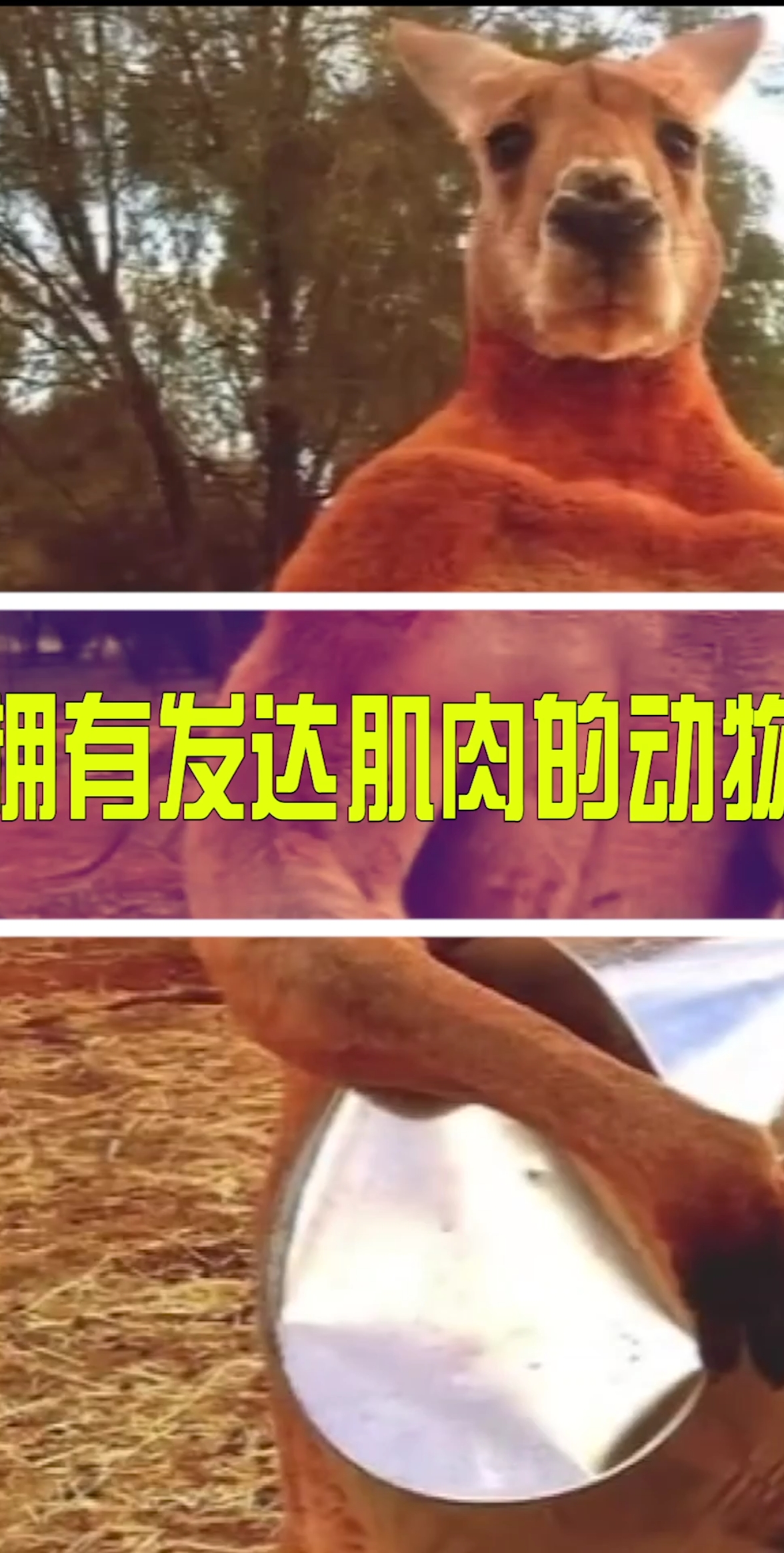 #肌肉#拥有发达肌肉的动物