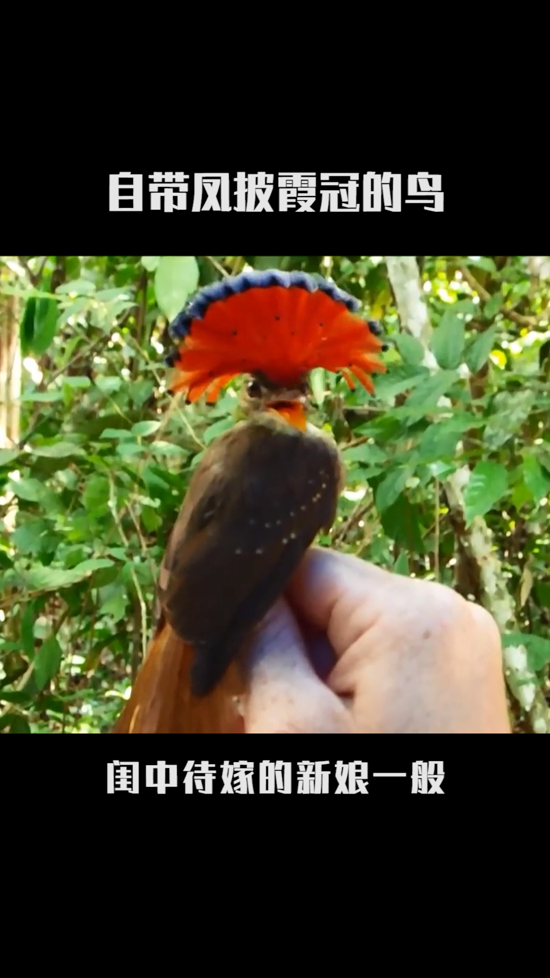 #保护野生动物#带皇冠的小鸟你见过吗?