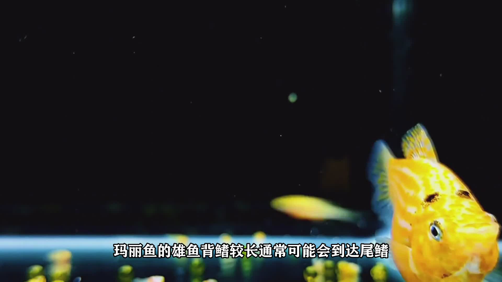 玛丽鱼怎么分公母,动物全家桶