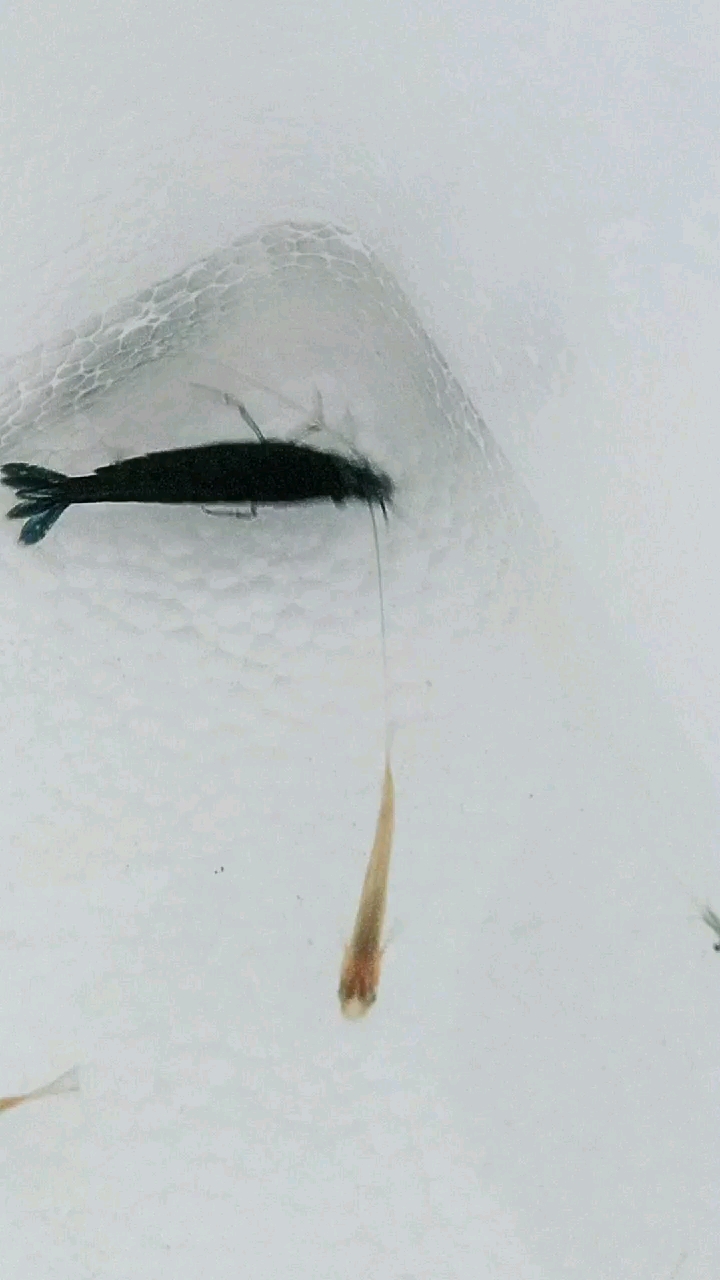 蓝色虾有见过吗