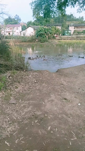 这么多的鸭子在水里寻找食物呢。