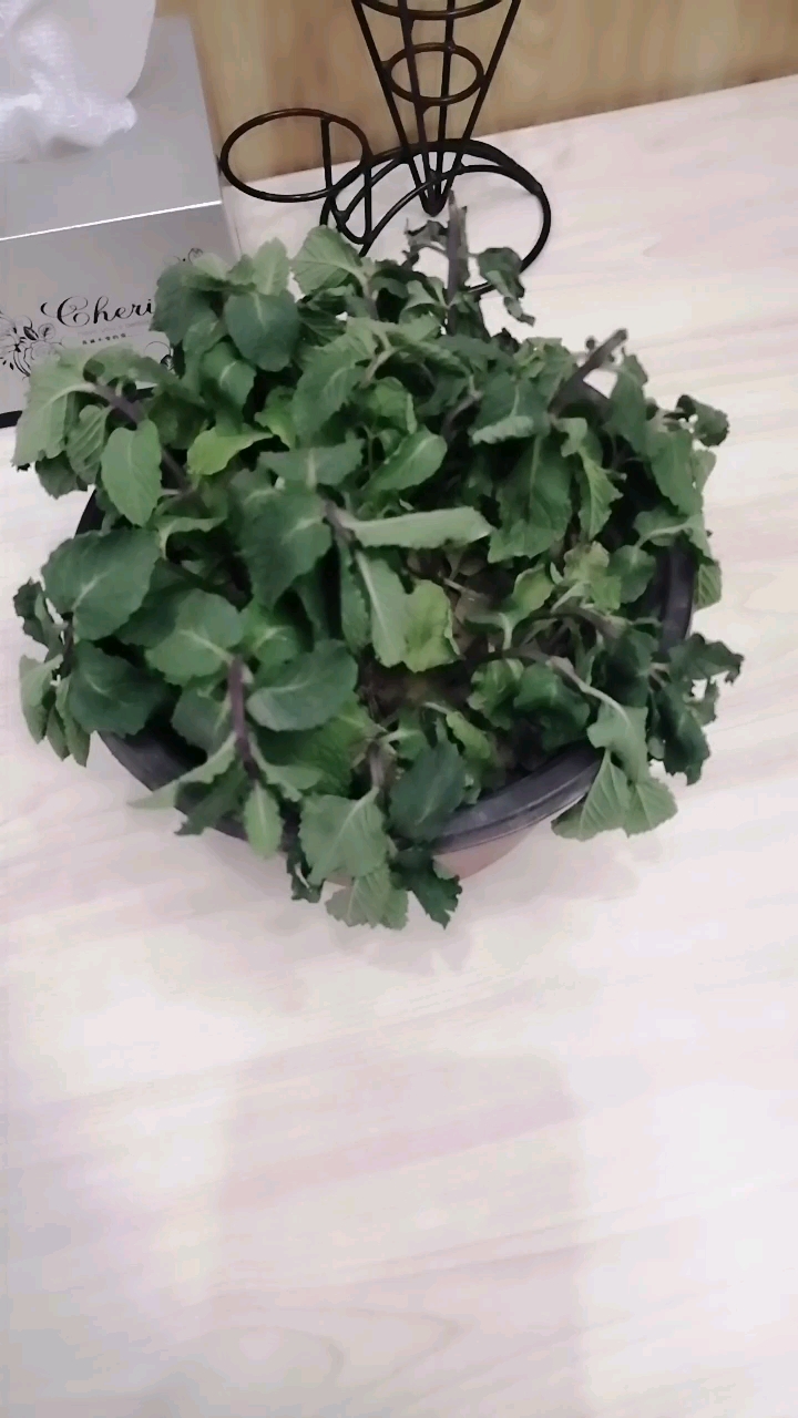 晒了一会儿太阳就蔫了,谁知道怎么回事吗