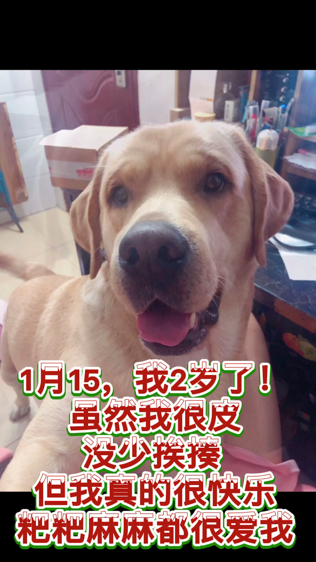 #生日蛋糕#我是拉多君明天2岁,麻麻明天28岁,我们同一天生日,你会祝福我和我麻麻吗?