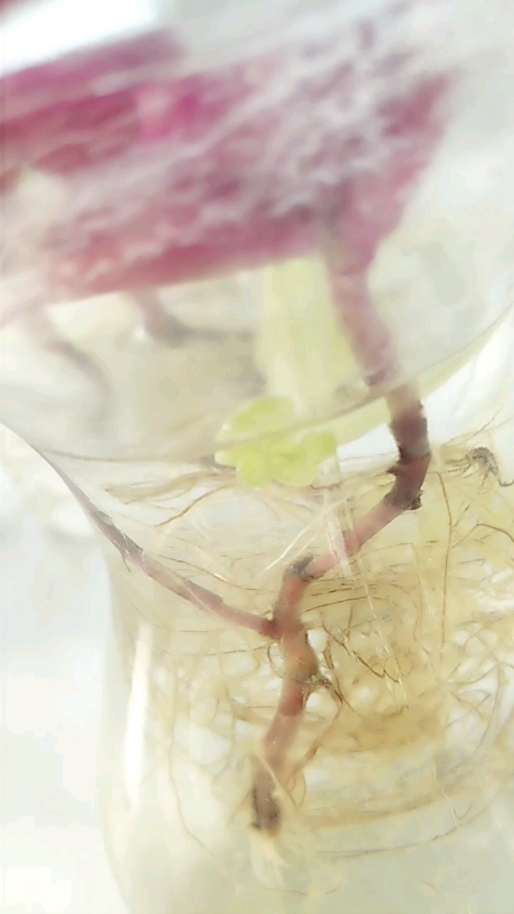 水培的吊竹梅和长寿花,还有一片叶子居然也能长成一颗盆景的鹅掌兰!美哉!