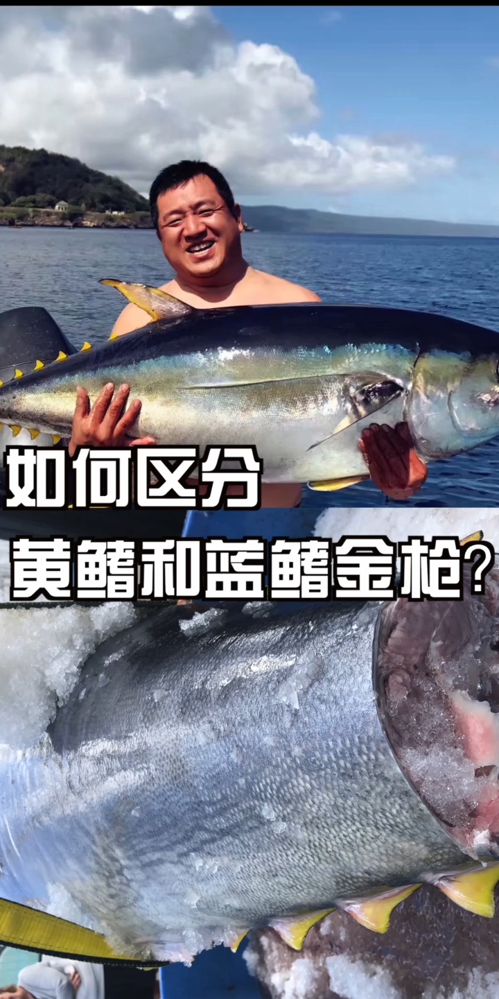 如何区分蓝鳍和黄鳍金枪? 
