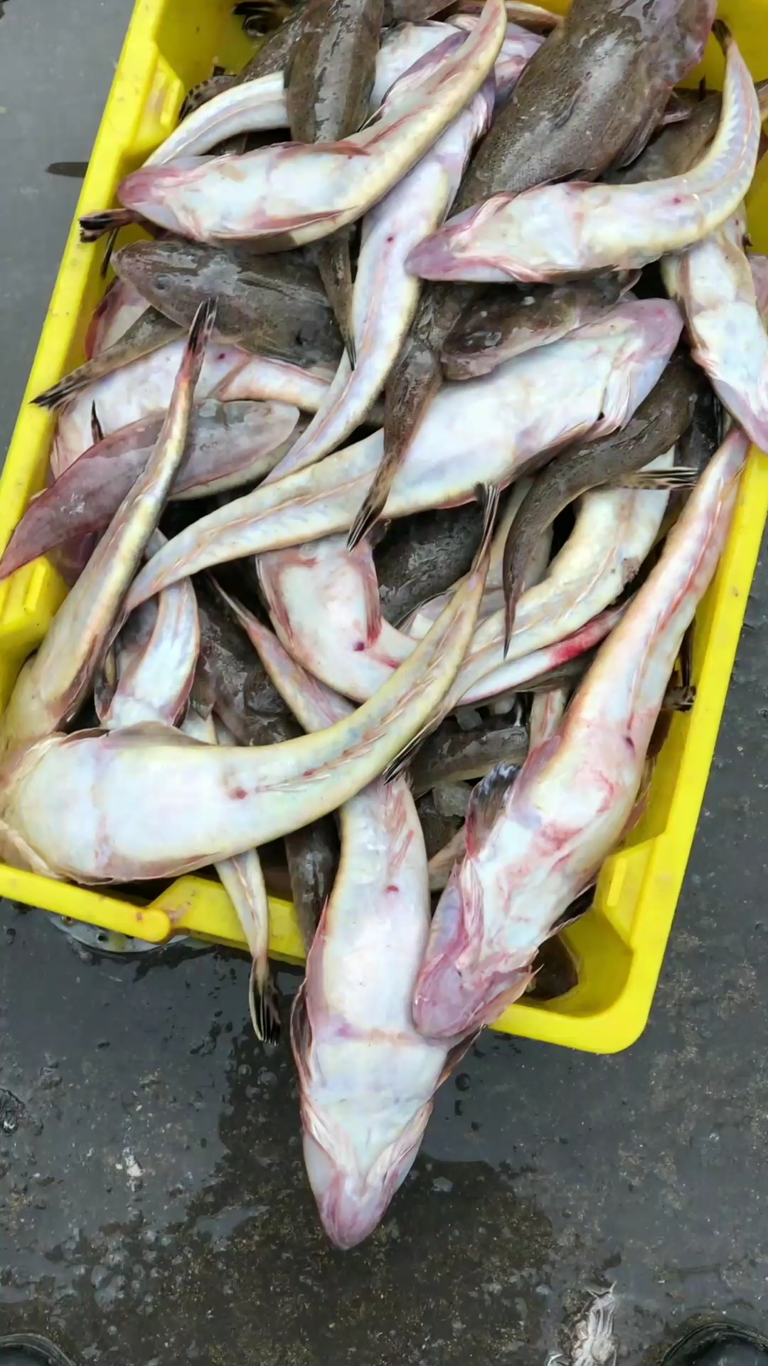 #最美人间四月天#尖角鱼红烧,肉质很紧实