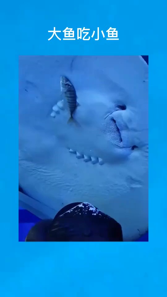 #搞笑视频#大鱼吃小鱼