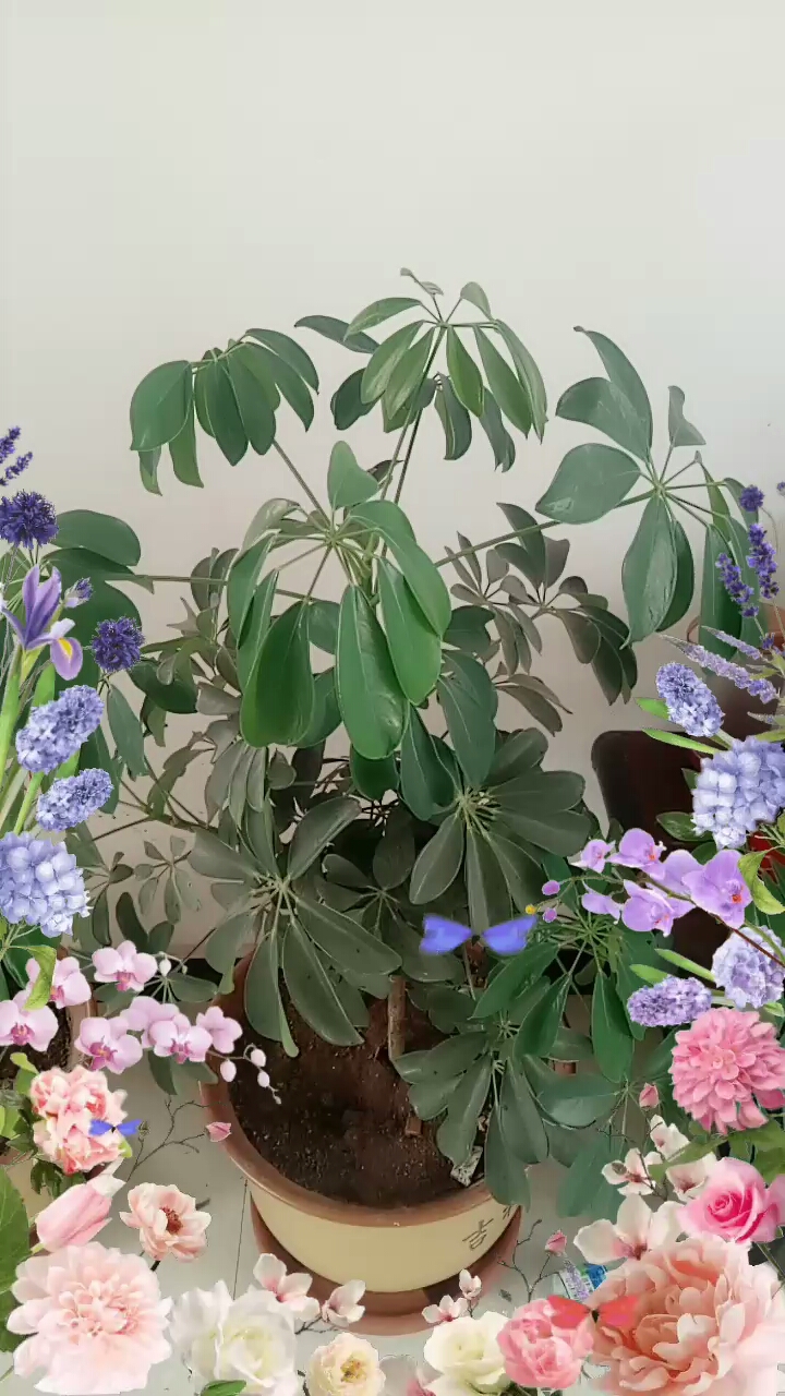 看我家的发财树长的好不好,