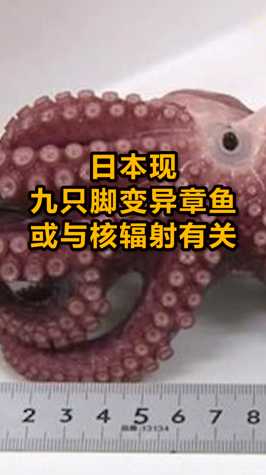 日本现九只脚变异章鱼,或与核辐射有关