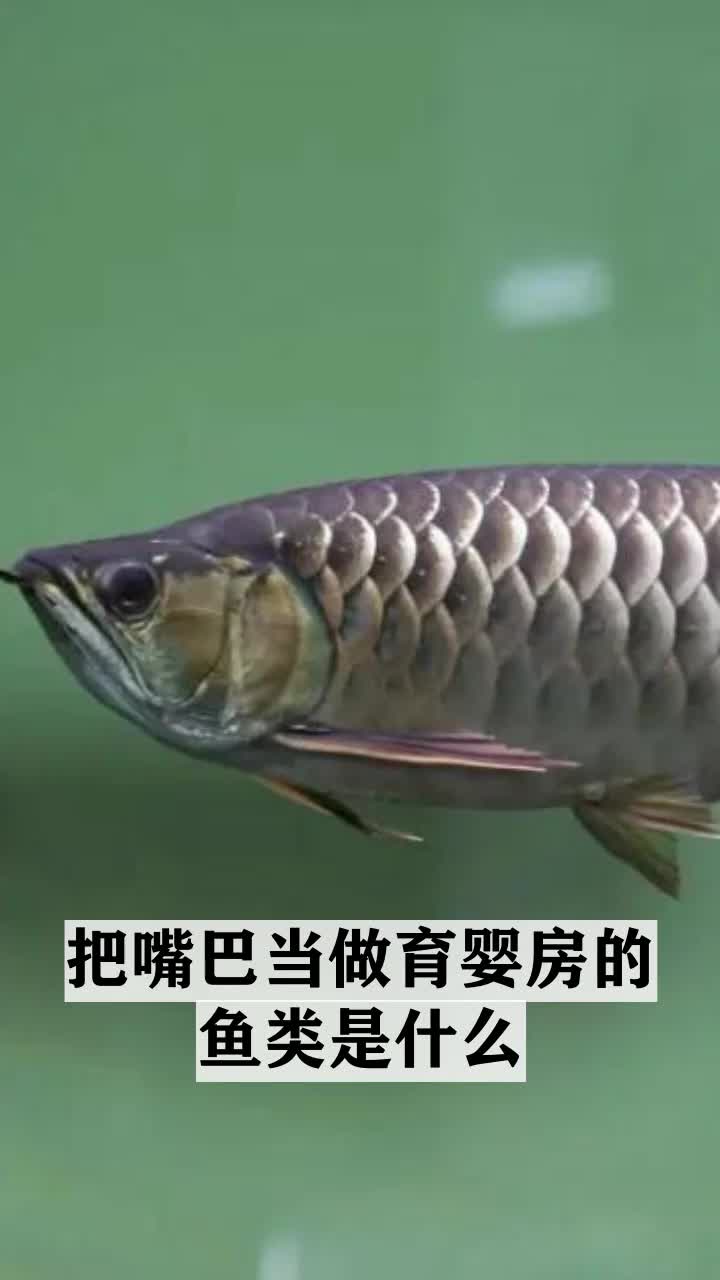 把嘴巴当做育婴房的鱼类是什么