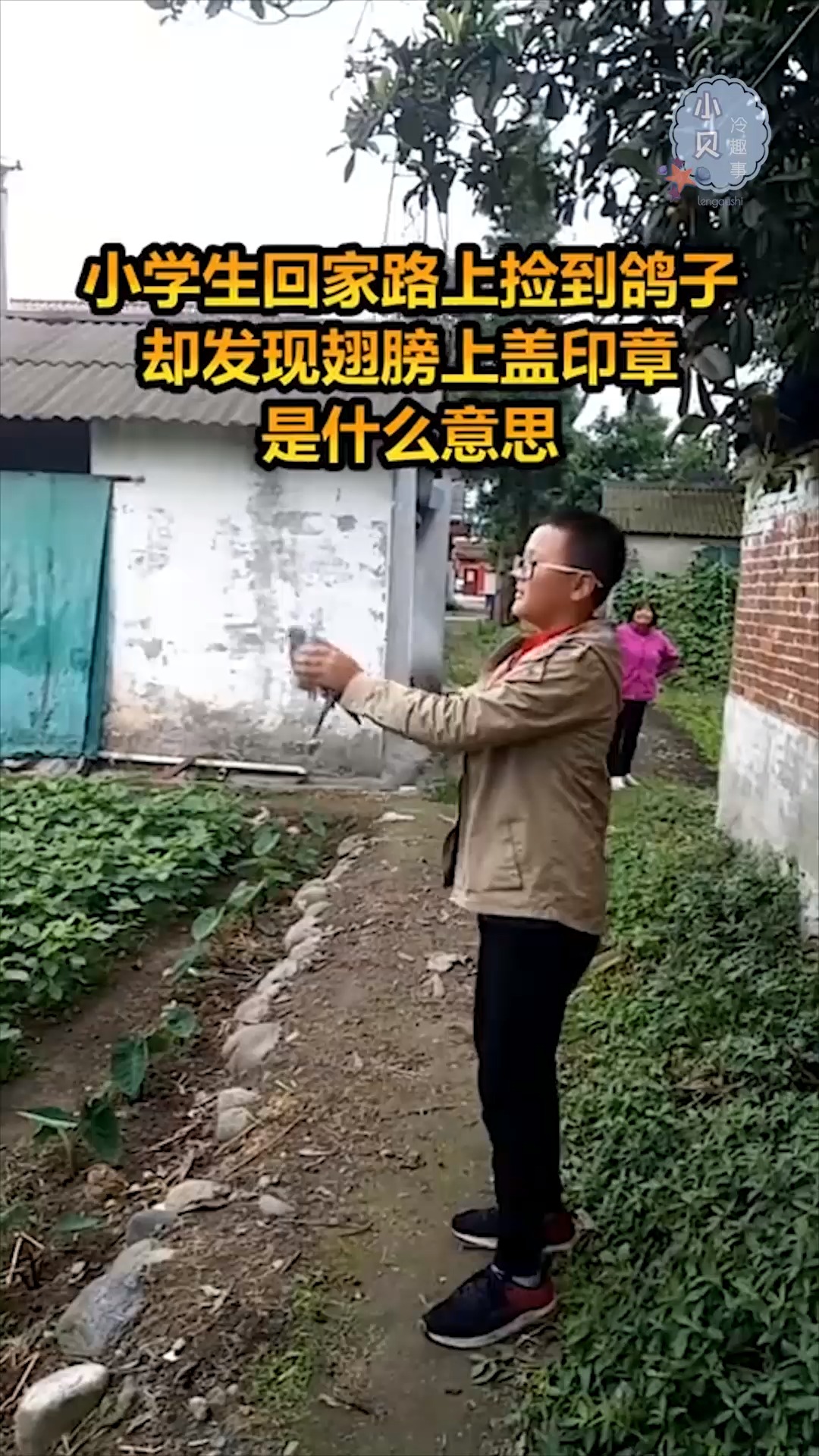 #每天一点冷知识#小学生回家路上捡到鸽子,却发现翅膀上盖印章,是什么意思