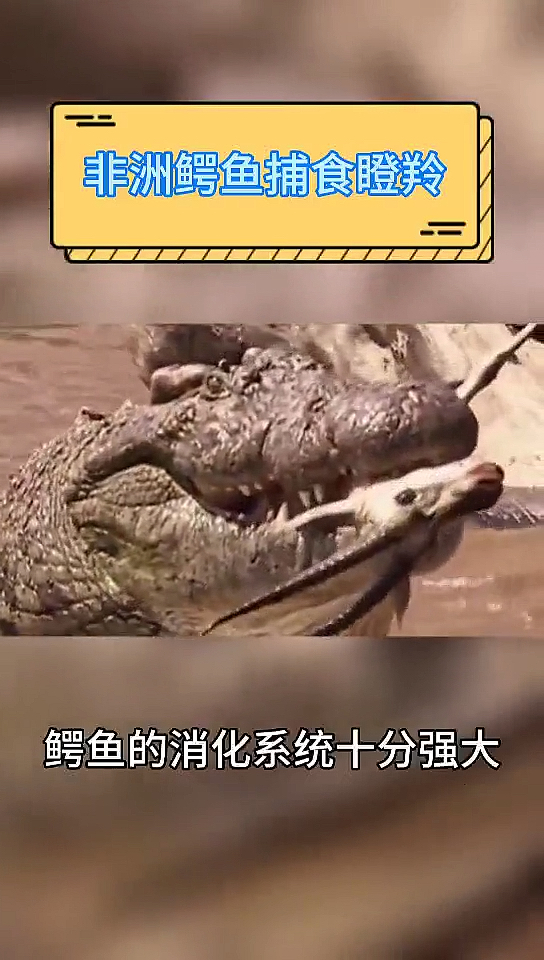 #动物世界#非洲鳄鱼捕食瞪羚！