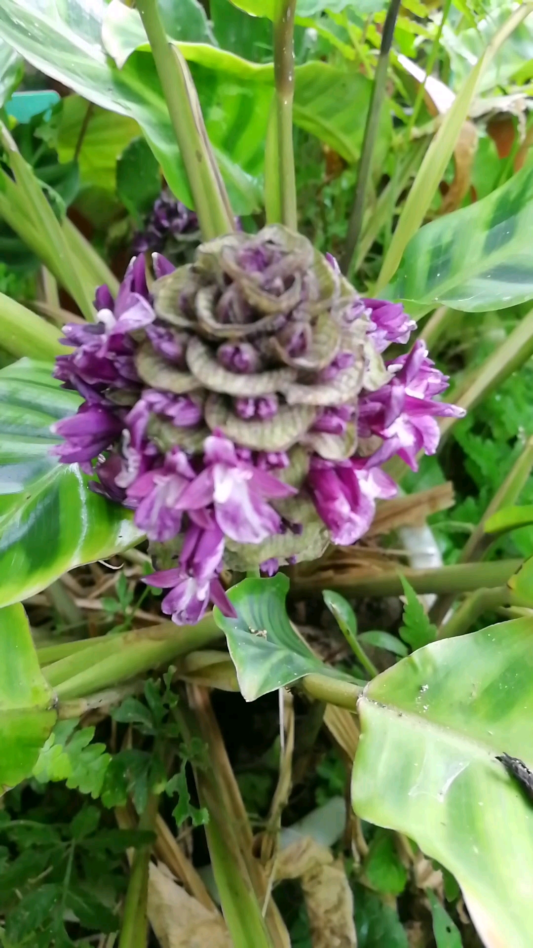 #我的小花园#天鹅绒竹芋是兼具观叶观花功能的多年生草本,观叶为主,是适宜室内种植的绿植