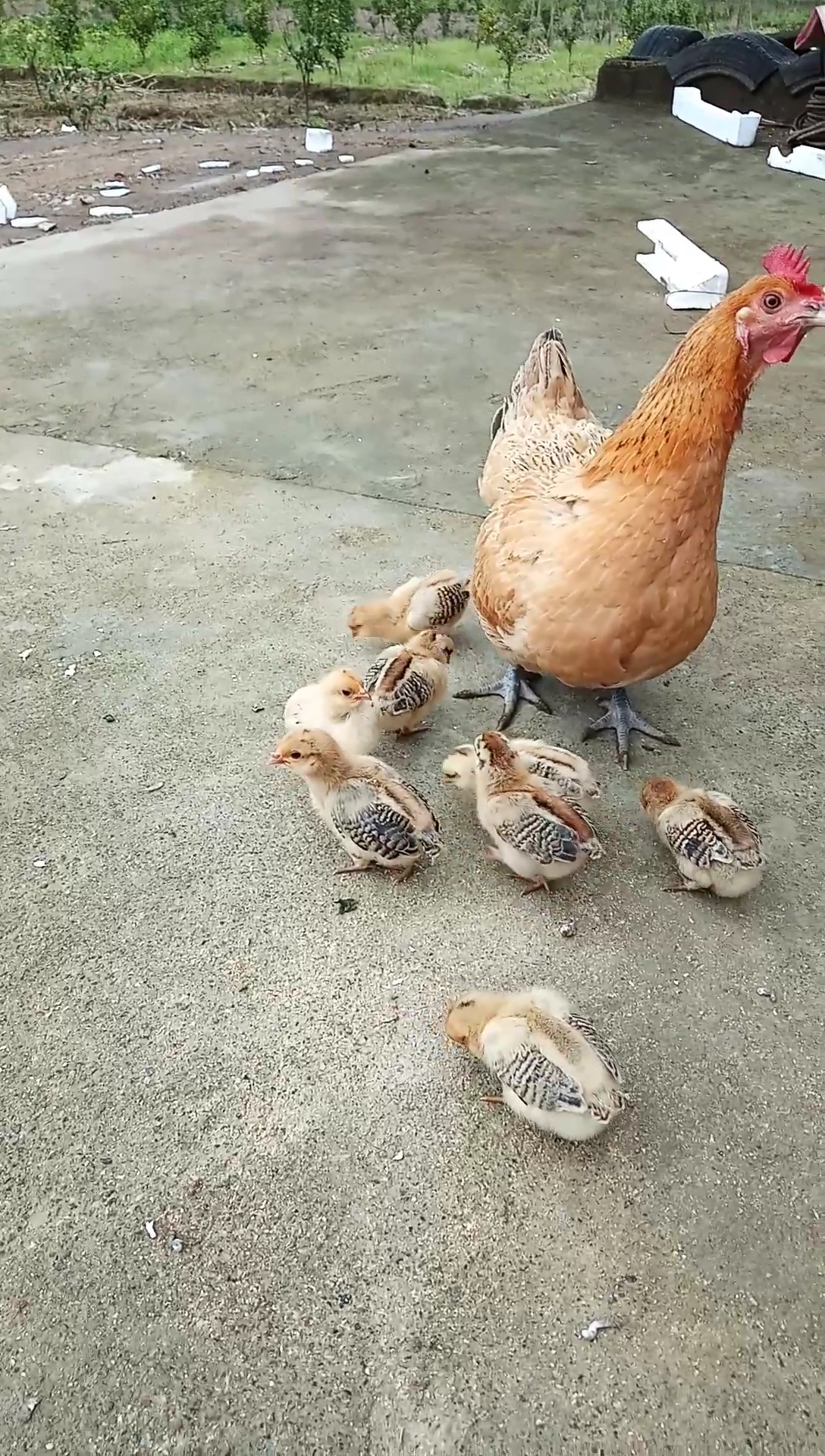 一只母鸡一群毛绒绒的小鸡,可爱吧