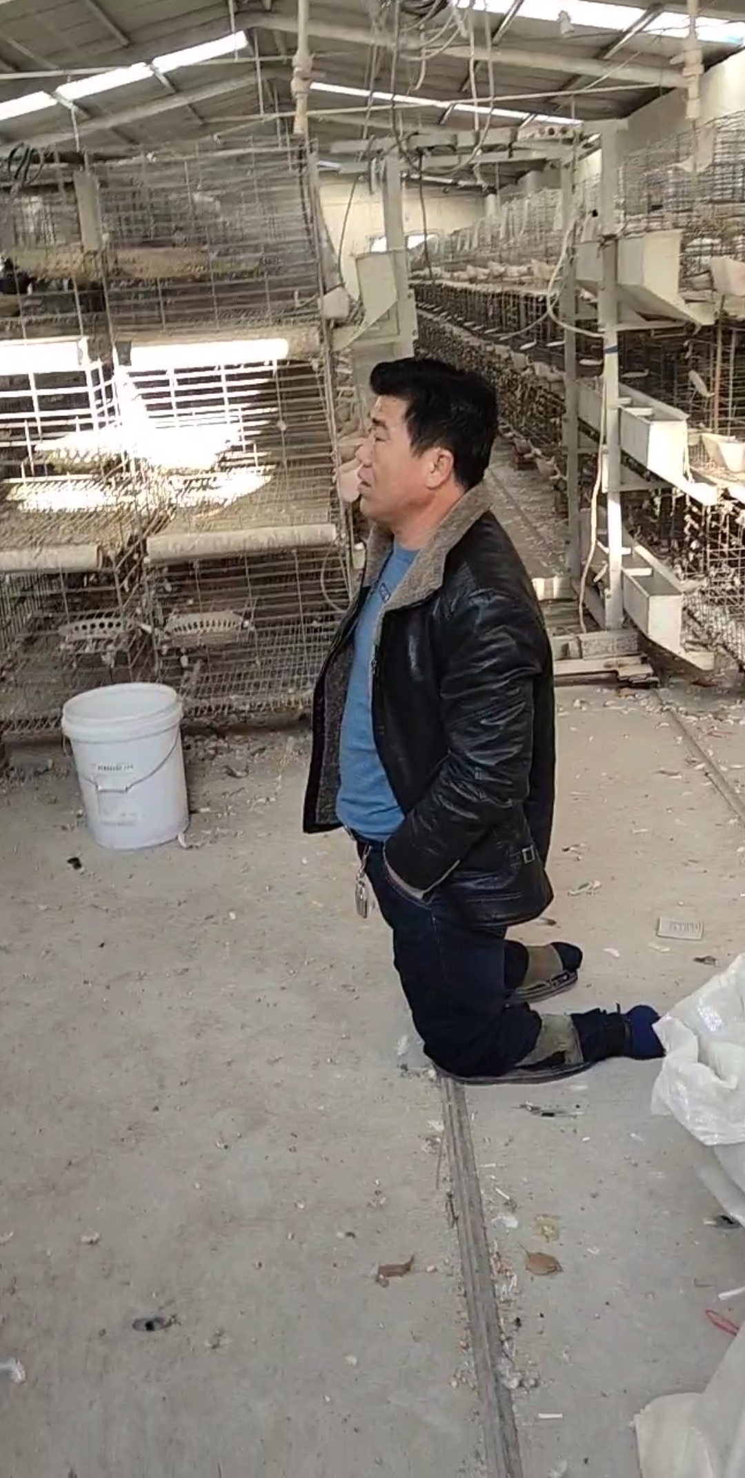 #肉鸽养殖#这是浙江温州的朋友开了十几个小时的车来我厂子实地考察,并且订购1500白羽王种