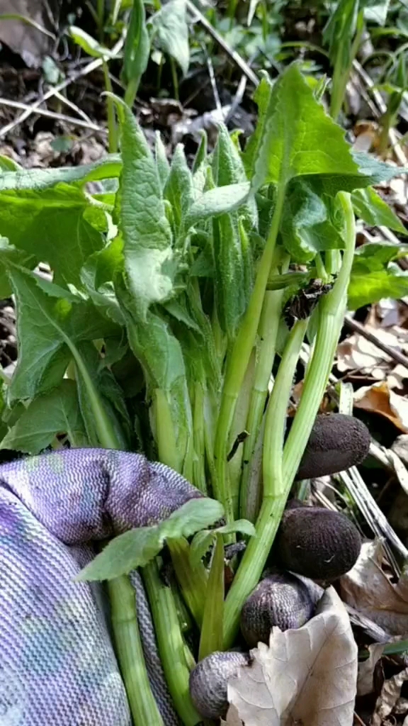 #走！去兜风#你们认识这是什么山野菜吗？蘸酱吃炒肉都可以，老香了！