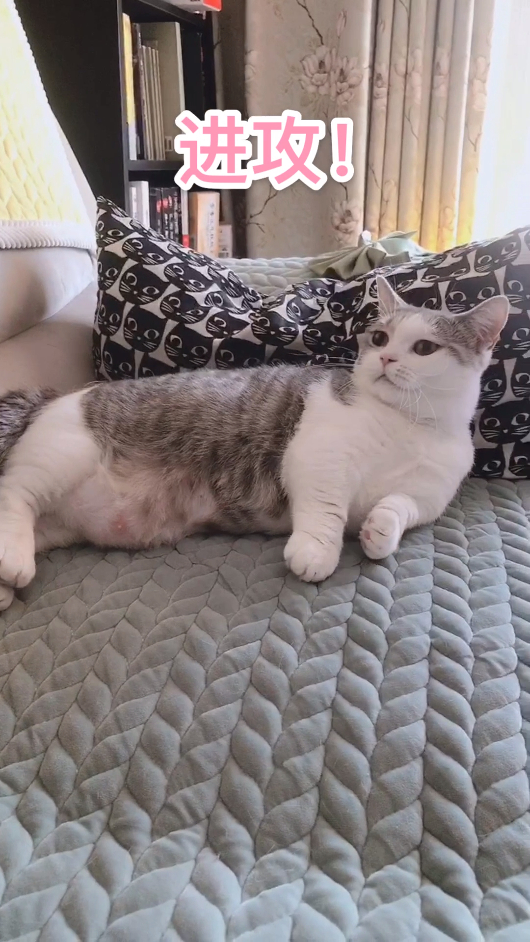 #我家萌宠成精了#鱼唇的人类,我警告你别碰我哦!