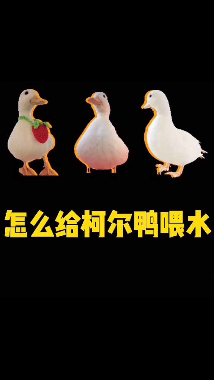 #萌宠#多么懂事的小鸭子,在蛋里就会喝水了