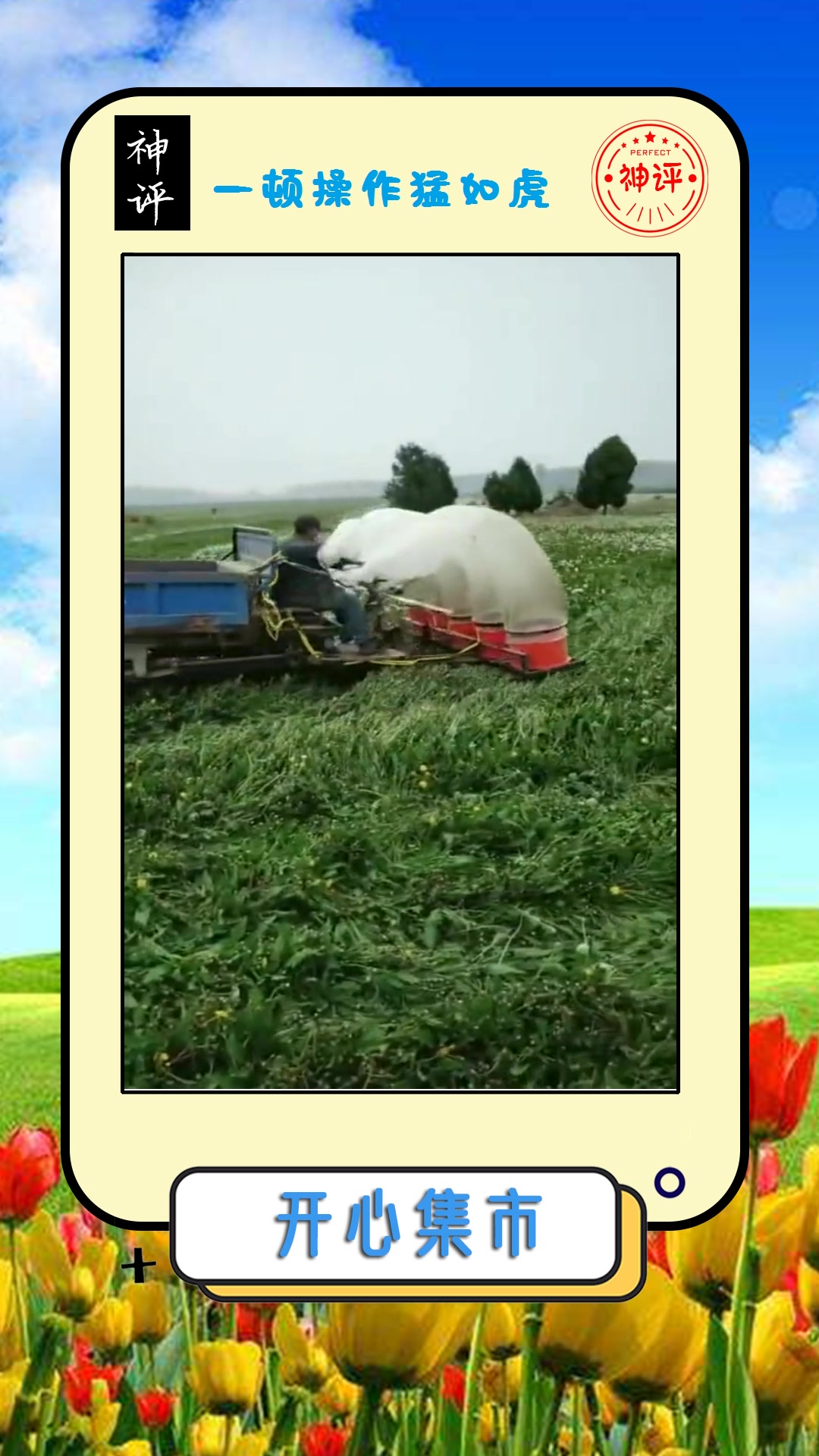 #我要上热门#蒲公英种植基地,现在是收种子季节,头茬种子发芽了!