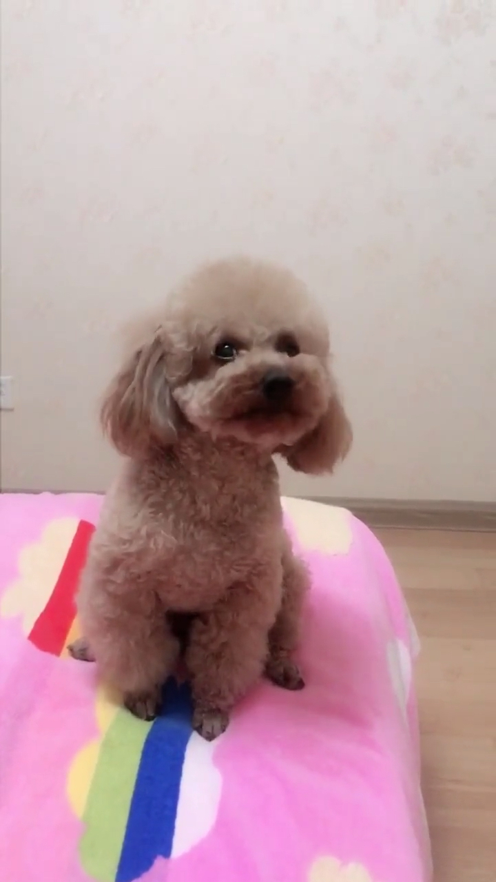 #搞笑段子剧#吃饭要去听说炖狗肉吓跑