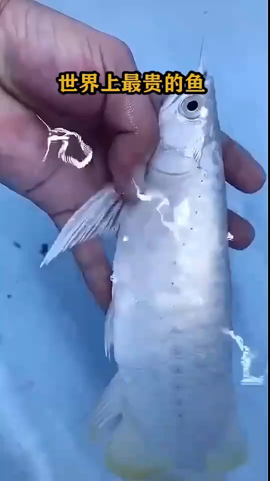 世界上最贵的鱼