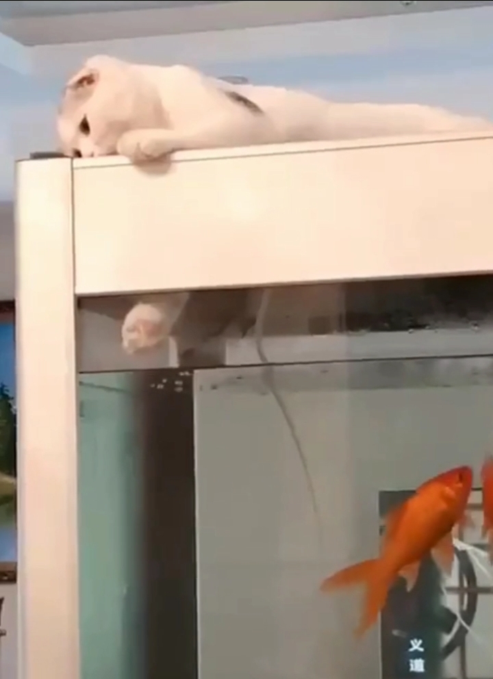有没见过用猫爪钓鱼的?