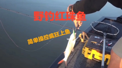 #野钓#简单操控疯狂上鱼,路亚野钓红珠鱼,沉水米诺匀速作钓像做贼一样