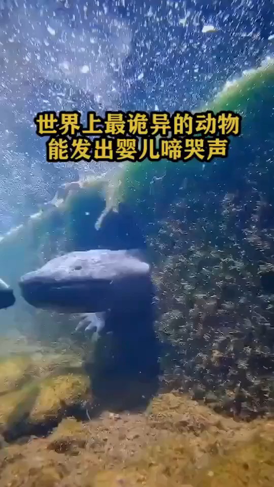 世界上最诡异的动物,能发出婴儿啼哭声。