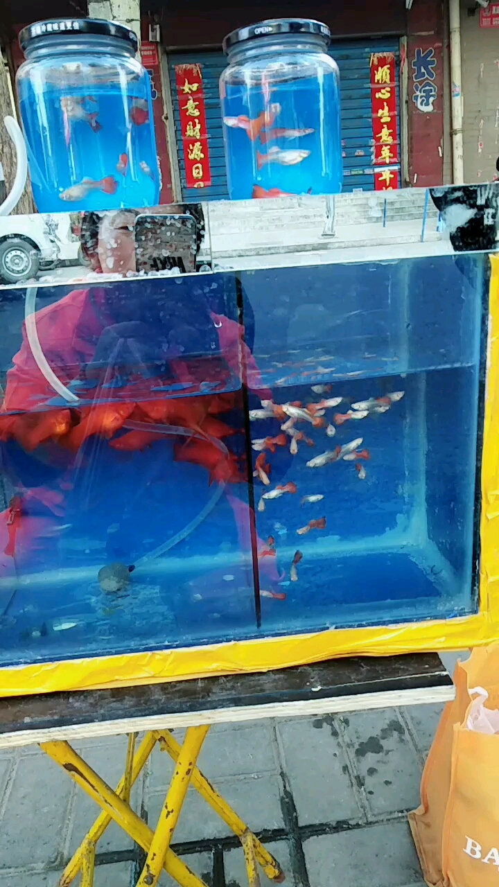 红建鱼和凤尾鱼在玩耍