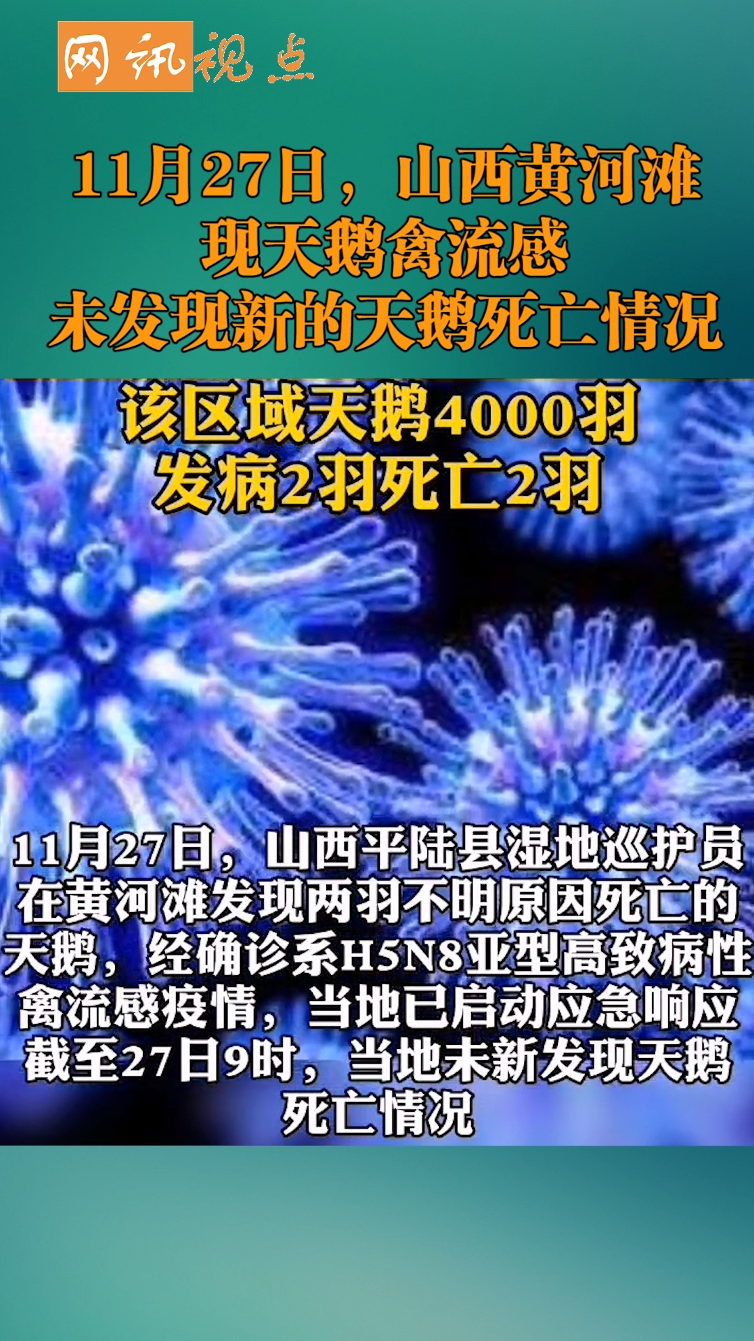 #全民正能量#目前未发现新的天鹅死亡案例