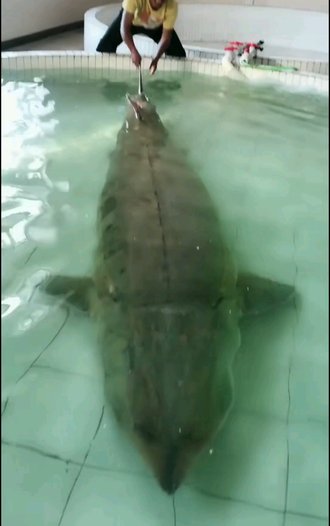 1028大蝗鱼,超级大