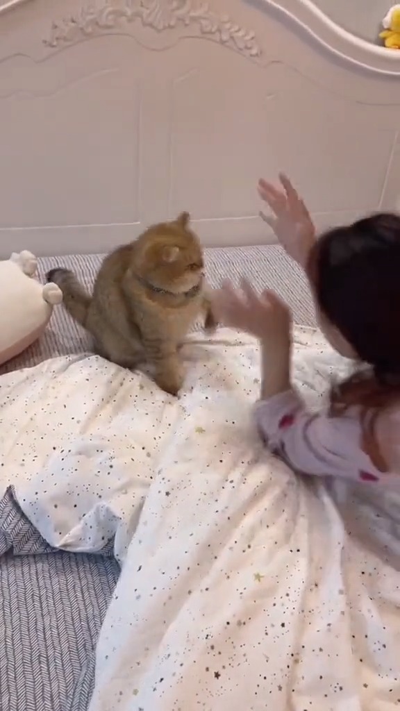 你见过气的直跺脚的猫吗?都气成了表情包!